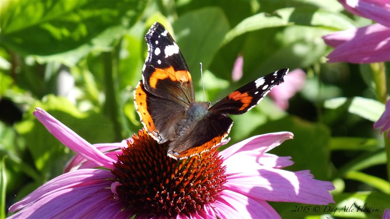 2015-08-30 06.33.30.jpg