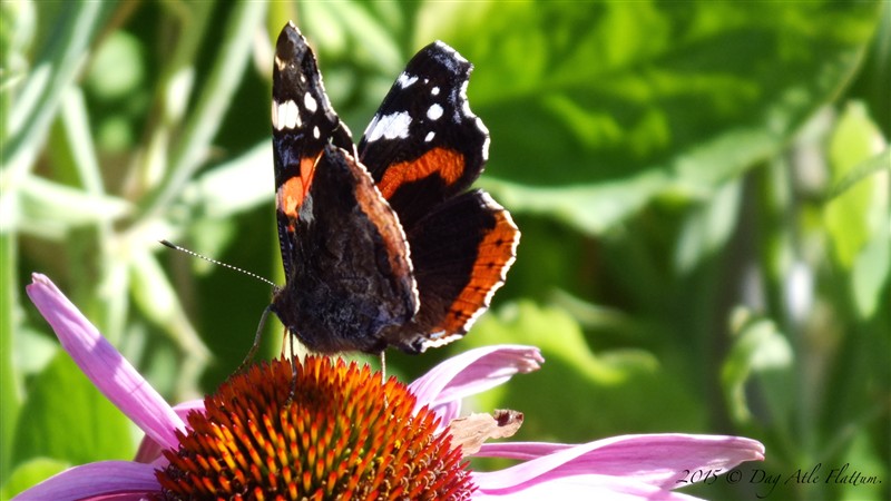 2015-08-30 06.33.50.jpg