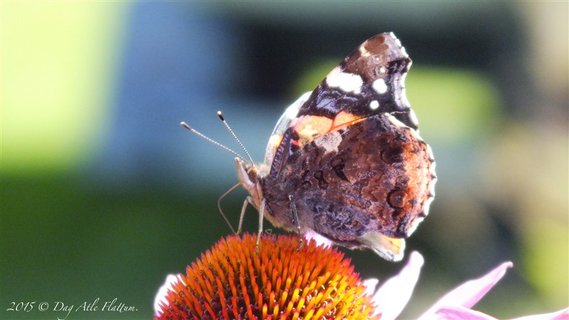 2015-08-30 06.35.27.jpg