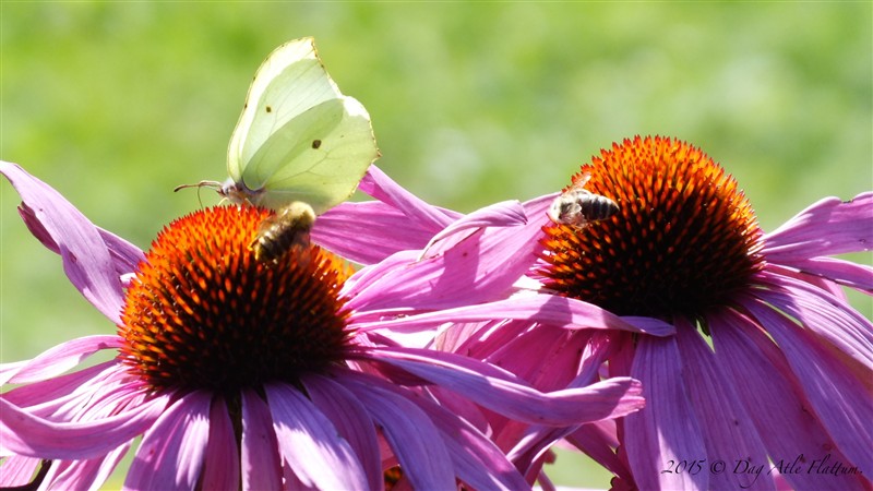 2015-08-30 06.37.32.jpg