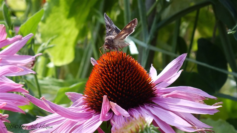DSCF6058.JPG