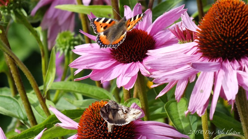 DSCF6061.JPG