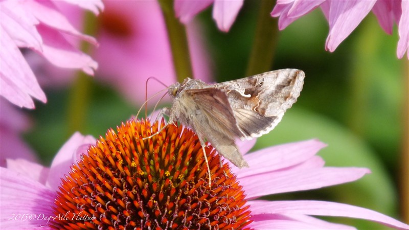 DSCF6072.JPG