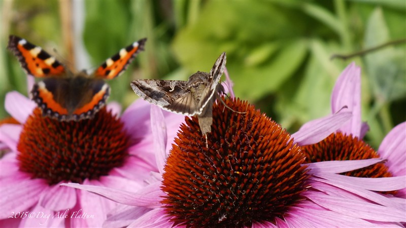 DSCF6083.JPG