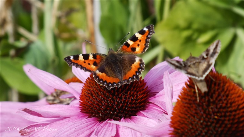 DSCF6084.JPG