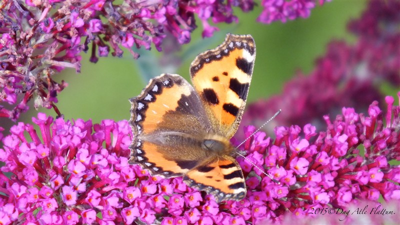 DSCF6107.JPG
