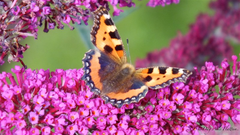DSCF6108.JPG