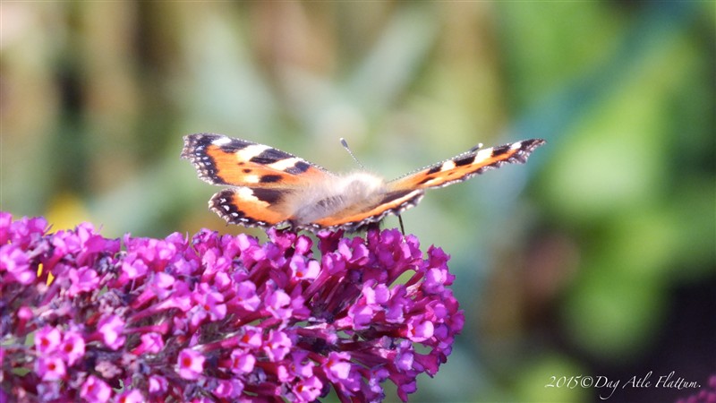 DSCF6111.JPG