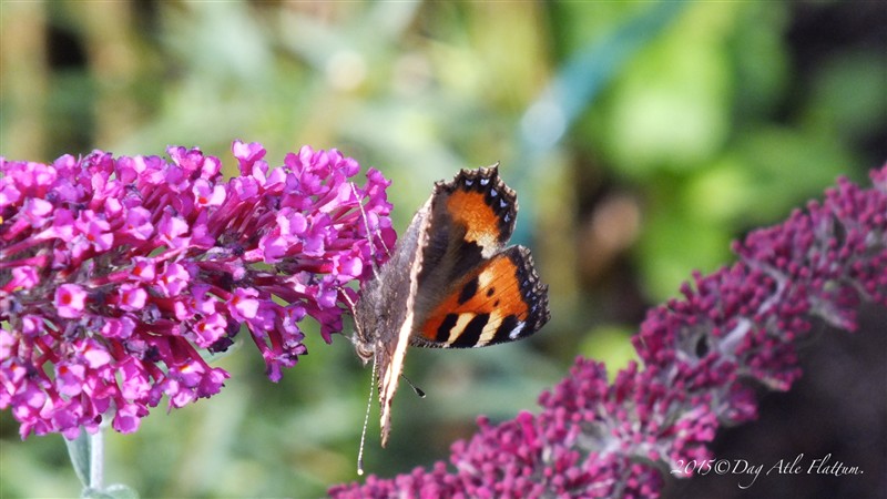 DSCF6114.JPG
