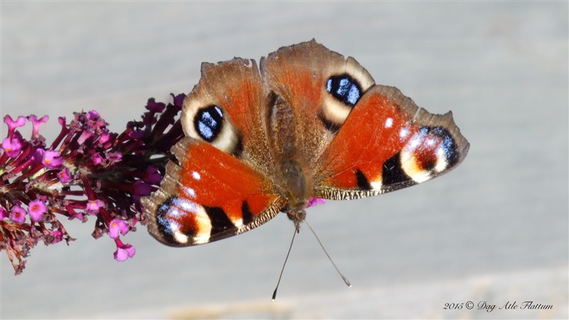 DSCF6142.JPG