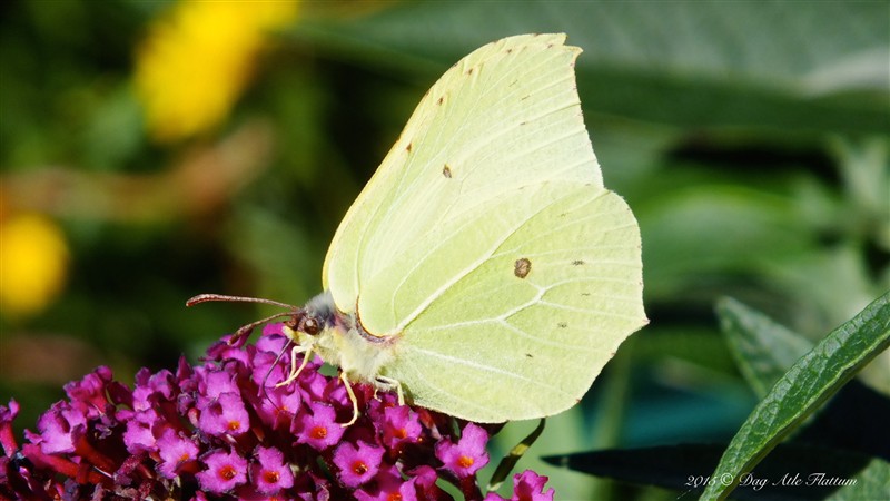 DSCF6171.JPG