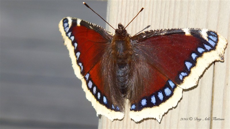 DSCF6209.JPG